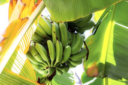 Raw bananas with daylight at the sky.の写真素材