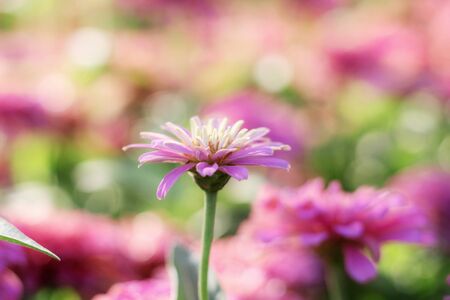 Beautiful of zinnia flower in the garden.の写真素材