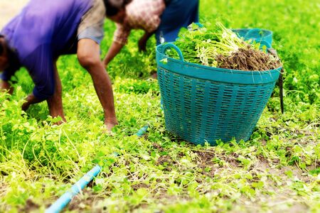 Celery on basket and gardener in the farm.の写真素材