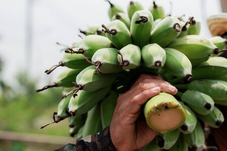 Farmer are carrying bananas in the countryside.の写真素材