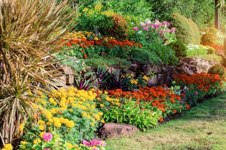 Flower of colorful and ornamental in the garden.の写真素材