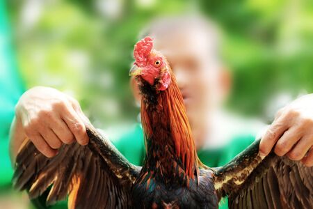 Gamecock and people of farm in countryside.の写真素材