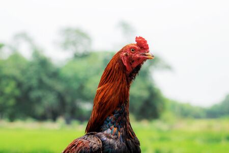 Gamecock of farm in the countryside.の写真素材