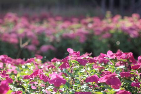 Colorful of pink flower in garden.