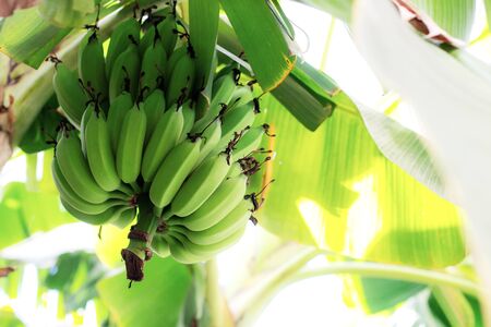 Raw bananas on tree with the sky.の写真素材