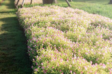 Wishbone flower in the garden with sunrise.の写真素材