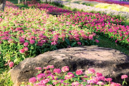 Zinnia flowers on plots in the garden.の写真素材