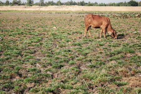 Arid soil and cow in the countryside with sunlight.の写真素材