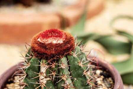 Cactus of growing on pot in park.