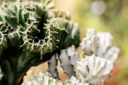 Cactus with sunlight of thorns in park.の写真素材