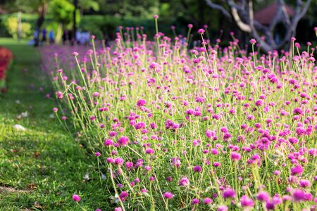 Pink flower on ploted in the garden.の写真素材
