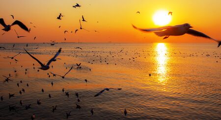 Sea and birds with beautiful of nature at the sunset.