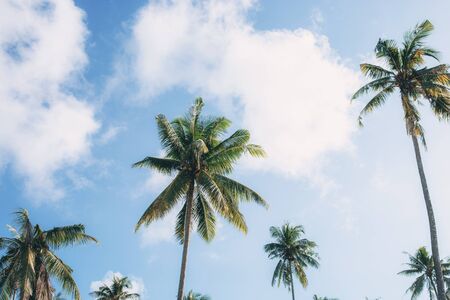 Coconut tree with the sky in summer.の写真素材