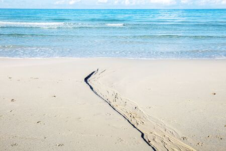 Dive on the beach at the sea in summer.の写真素材