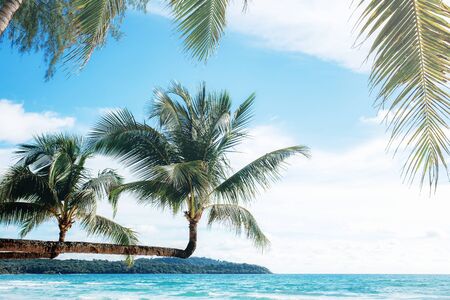 Palm tree on beach at the sea with sky.