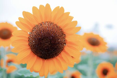 Sunflower with the beautiful at sky in winter.の写真素材