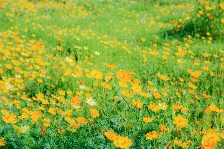 Cosmos in garden with the sunlight.の写真素材