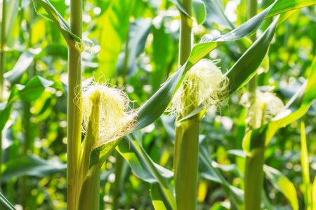 Baby Corn and leaves in farm with the sunlight.の写真素材