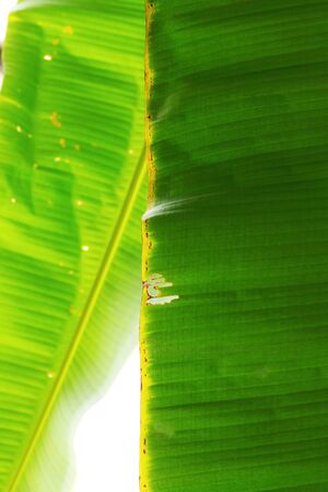 Bananas leaves at the sunlight with texture background.の写真素材