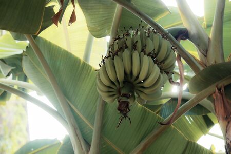 Bananas on tree with the sunlight at sky.の写真素材