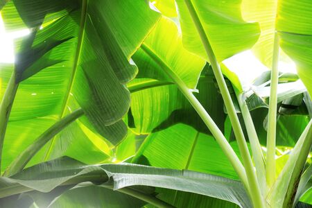 Bananas tree and leaves with the sunlight at sky.の写真素材