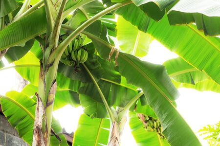 Bananas on tree at the sunlight with the sky.の写真素材
