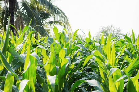 Corn leaves on farm with sunlight in the daytime.の写真素材