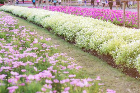 Cosmos flowers on plantation in the garden.の写真素材