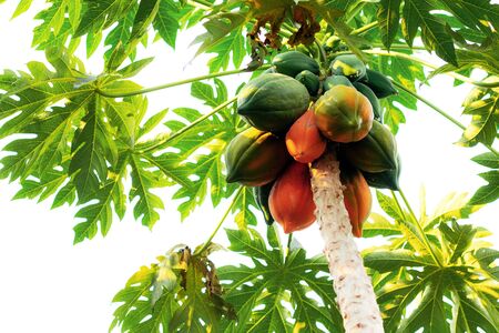 Papaya is ripe on tree with the sky.の写真素材