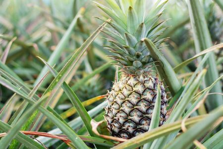 Pineapple in farm with growing on planted.の写真素材