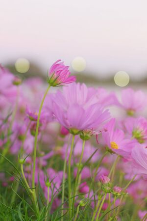 Pink flowers in the garden with sky.の写真素材