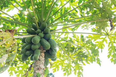 Raw papaya on the tree with sky.の写真素材