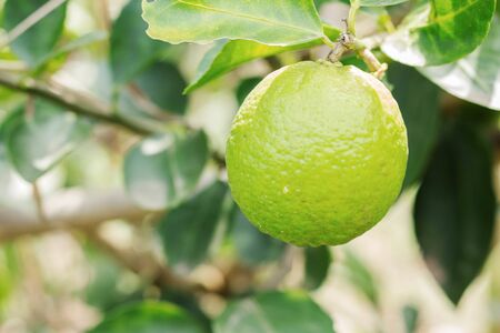 Lemon in farm with the sunshine.の写真素材