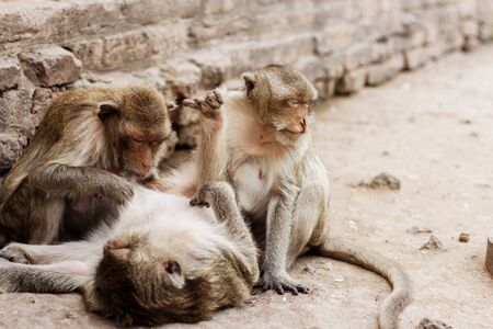Monkey on floor of the old building in park.の写真素材