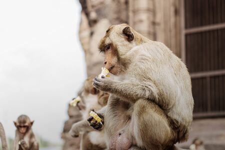 monkey sits on a brick with the building background.の写真素材