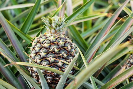 Pineapple is growing on trees in the farm.の写真素材
