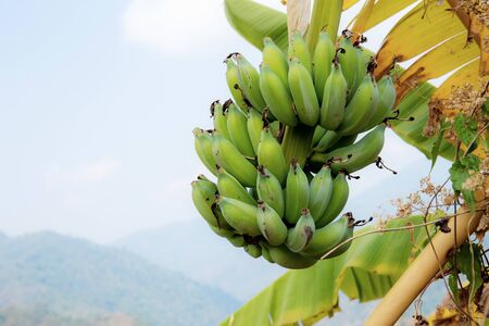 Banana on tree with sunrise in countryside at sky.の写真素材