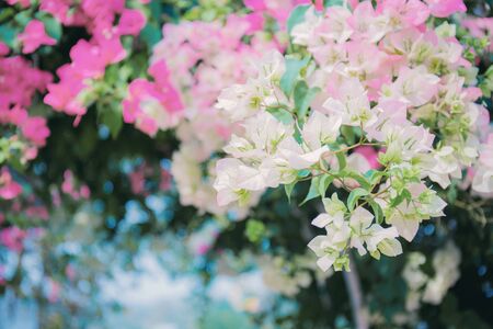 Bougainvillea of decoration on fence with beautiful of art.の写真素材