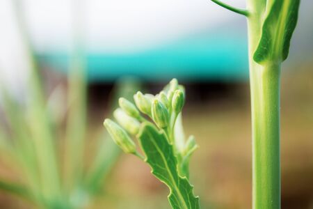 Bud of kale are growing with sunlight in farm.の写真素材