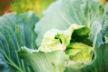 Cabbage of green leaves with sunlight in farm.の写真素材