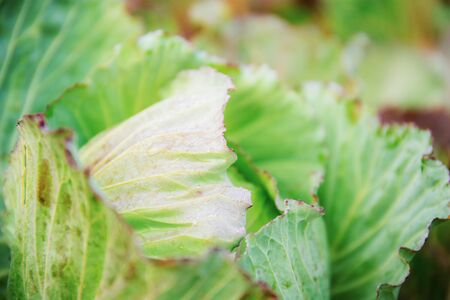 Cabbage of leaves with sunlight in farm.の写真素材