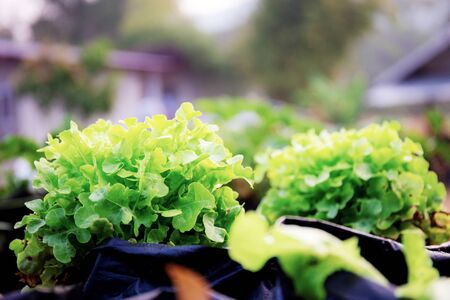 Closeup of fresh hydroponic vegetable in farm with sunrise.の写真素材