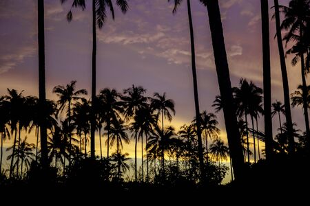 Palm tree at night with the color of sky.の写真素材