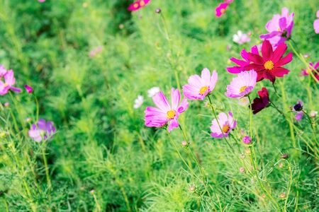 Pink cosmos on field with sunlight in summer.の写真素材