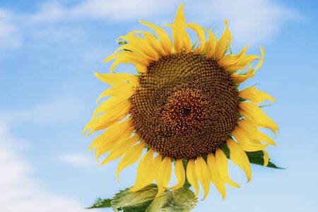 Sunflower with beautiful on the blue sky.の写真素材