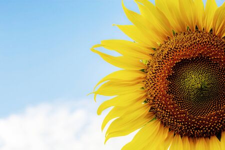 Sunflower with texture of seeds on the blue sky.の写真素材
