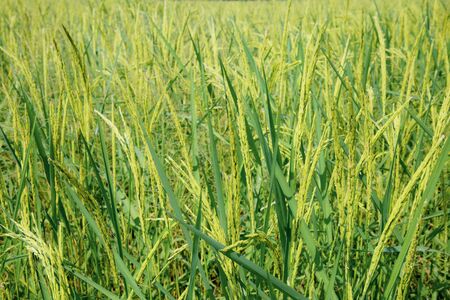 Rice are growing in fields with green background.の写真素材