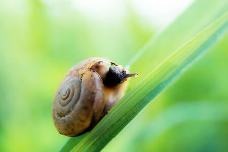 Snail on grass leaf in field with green background.の写真素材