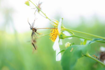 White flower in field with nature background.の写真素材