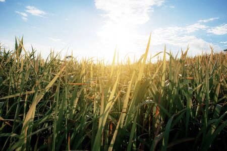 Grassland in summer with the sunset at sky.の写真素材
